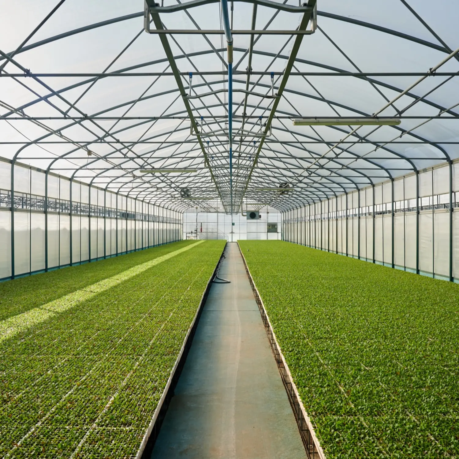 Atlantic Commercial Greenhouse TS 7.0 - Image 2