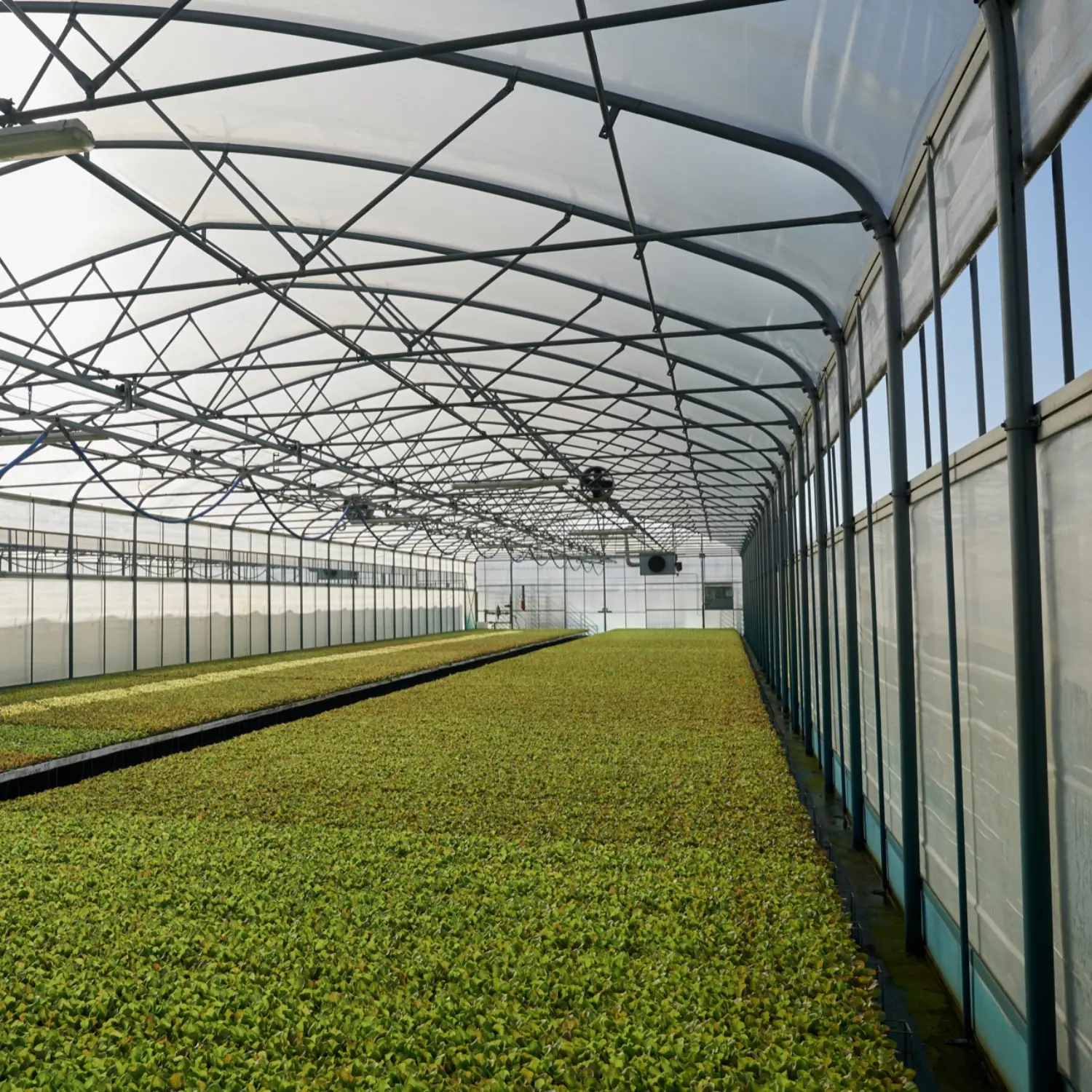 Atlantic Commercial Greenhouse TS 7.0 - Image 3
