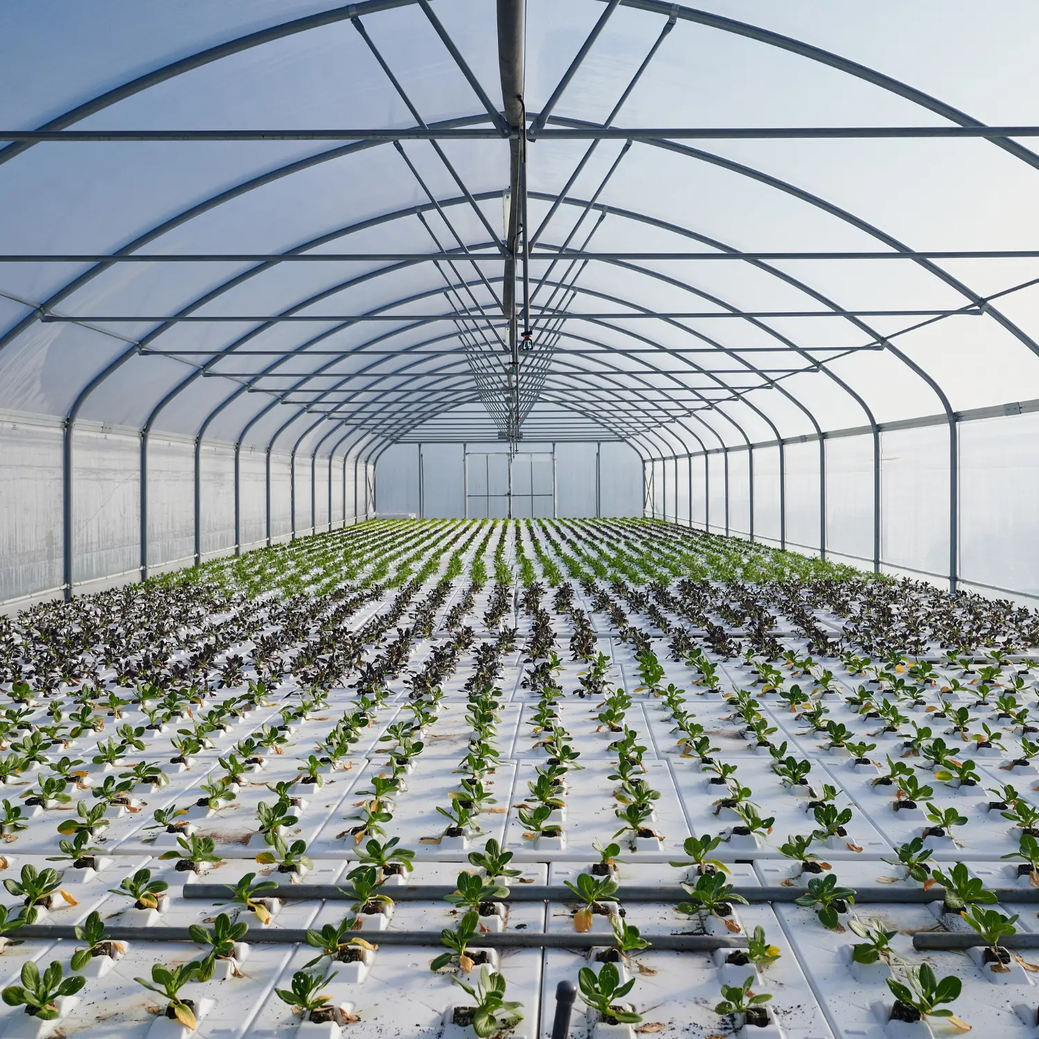 Atlantic Commercial Greenhouse TS 7.0 - Image 4