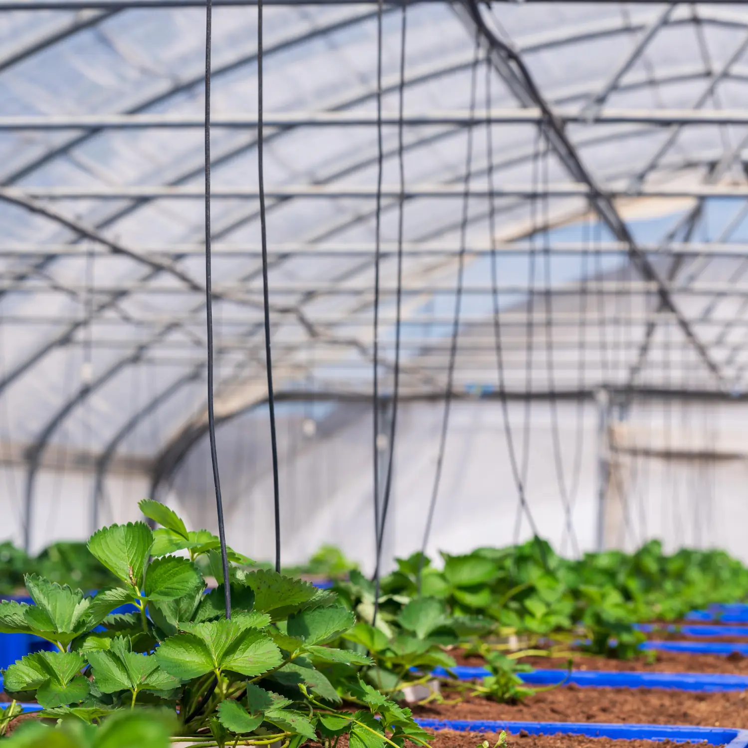 Atlantic Commercial Greenhouse TS 7.0 - Image 5